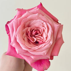 Alter Ego Rose