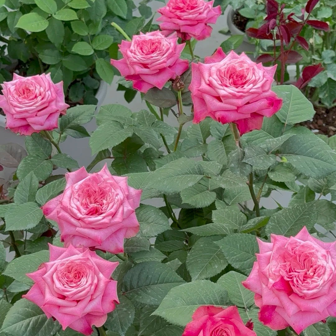 Alter Ego Rose