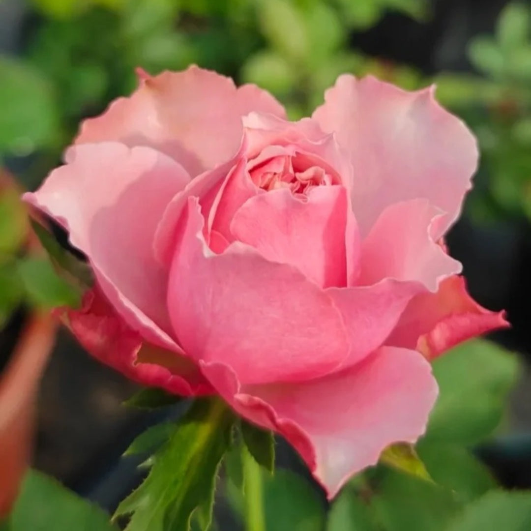 Alter Ego Rose