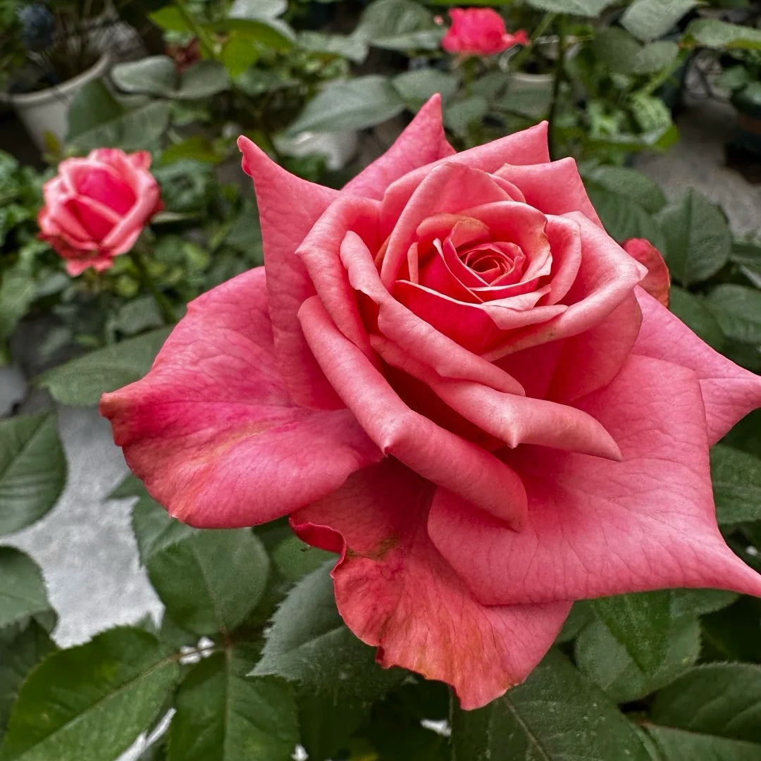 Alter Ego Rose