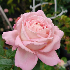 Amazing Grace rose-天赐恩宠｜Scotland Shrub Rose