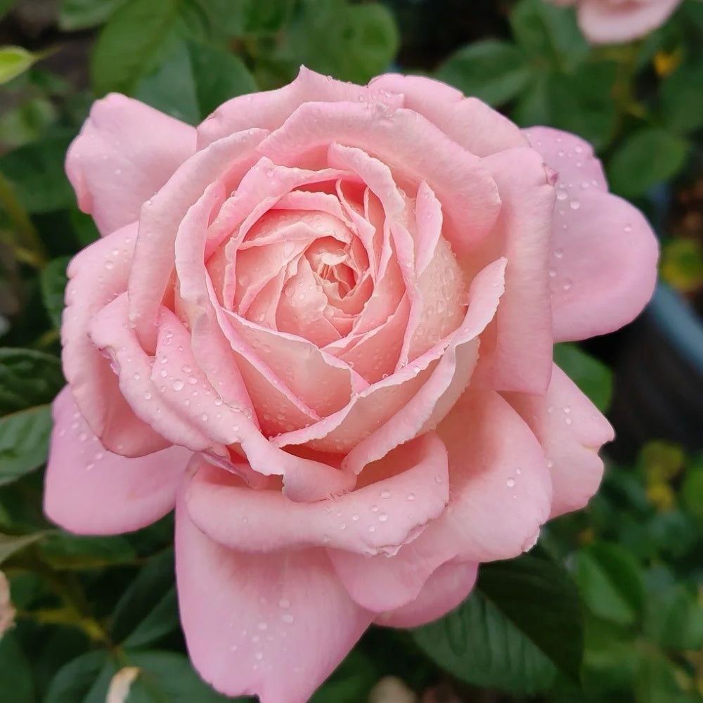 Amazing Grace rose-天赐恩宠｜Scotland Shrub Rose