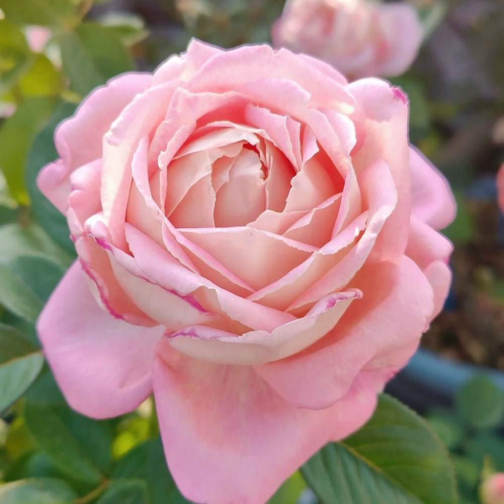 Amazing Grace rose-天赐恩宠｜Scotland Shrub Rose