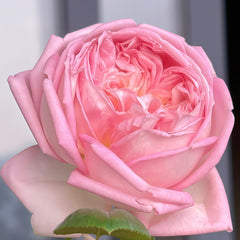 Amazing Grace rose 