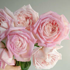 Amazing Grace rose 