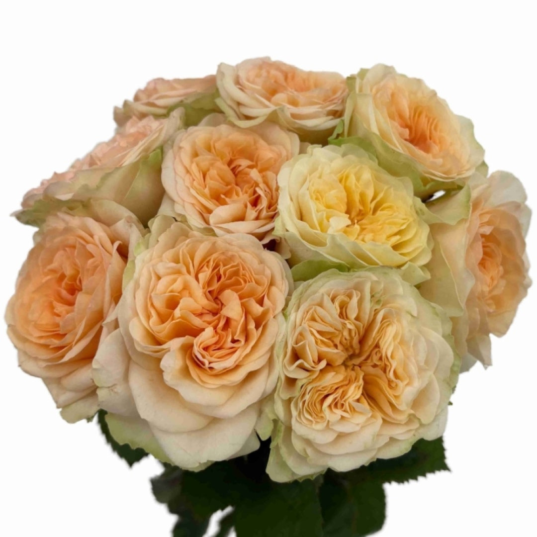 Amberley Park Rose
