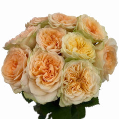 Amberley Park Rose