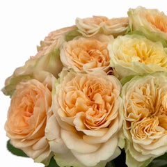 Amberley Park Rose