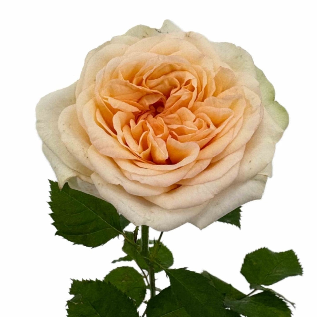 Amberley Park Rose