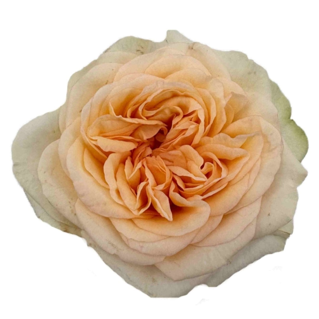 Amberley Park Rose