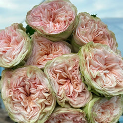 Amberley Park Rose