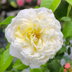 Amnesty International Rose