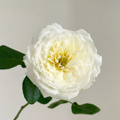 Amnesty International Rose