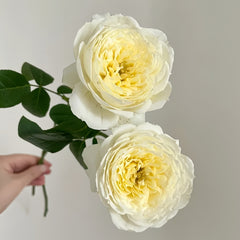 Amnesty International Rose