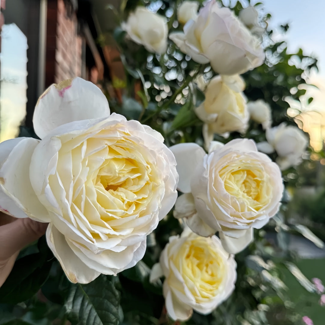 Amnesty International Rose