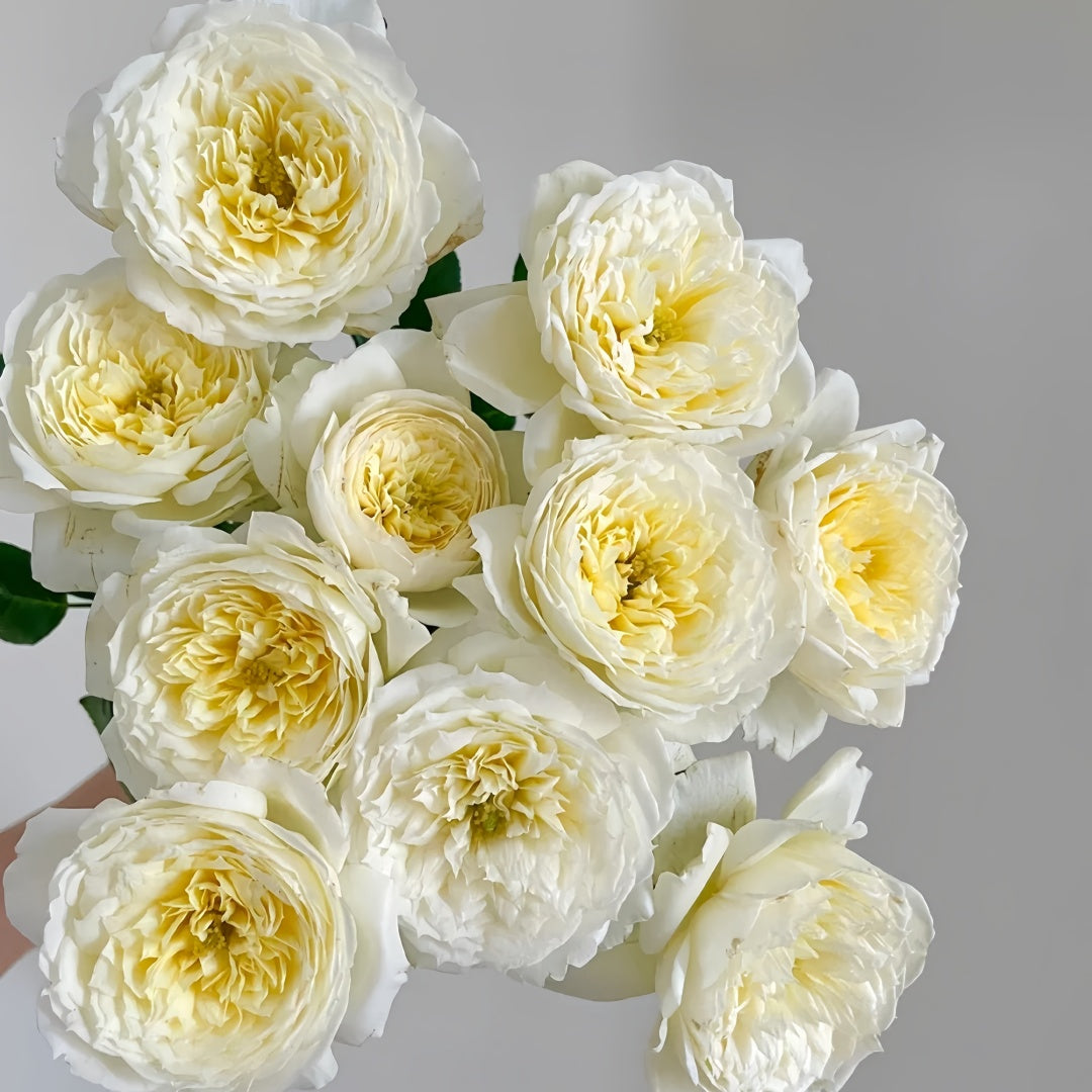 Amnesty International Rose