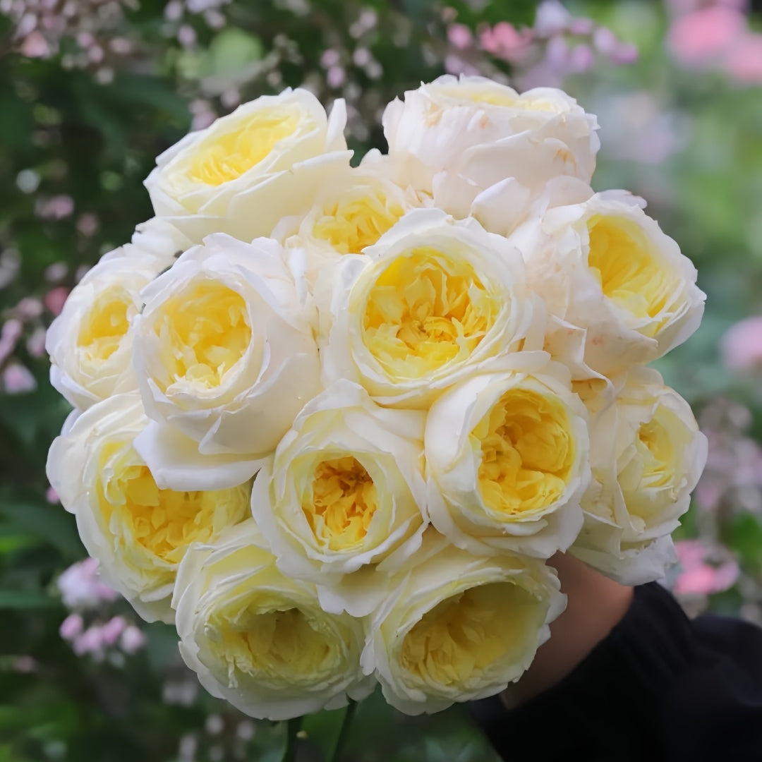 Amnesty International Rose