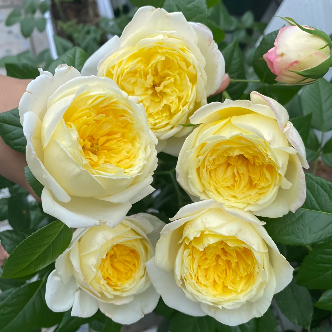 Amnesty International Rose