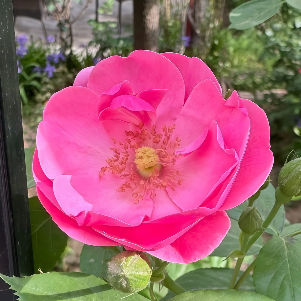 Angelica/Angela Rose-安吉拉｜ Germany Climbing Rose – Ergongzy Roses