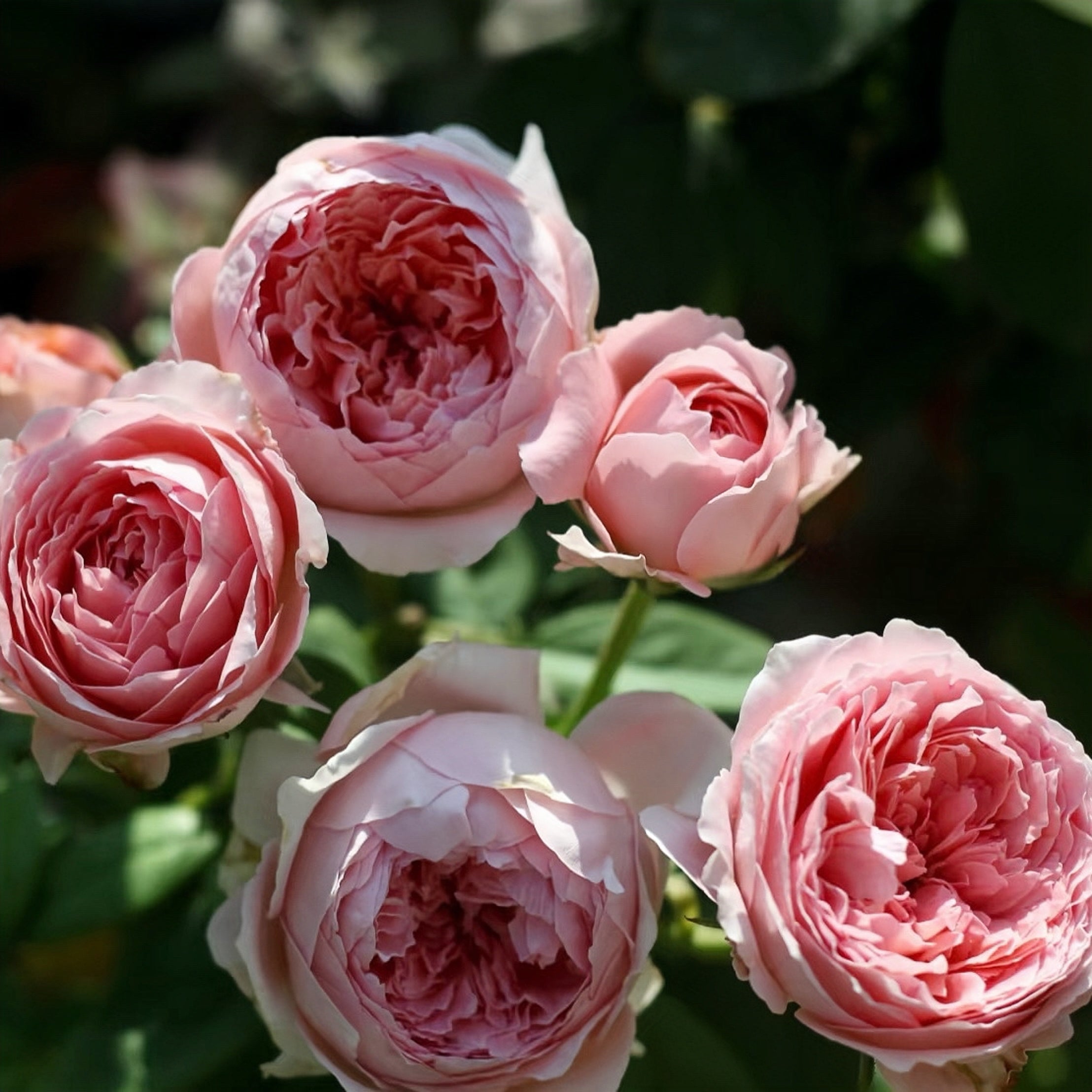 Anne-Sophie Pic rose-安索菲比克｜France Shurb Rose