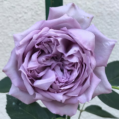 Antique Watch Rose