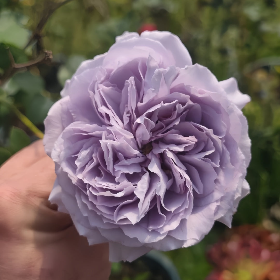 Antique Watch Rose