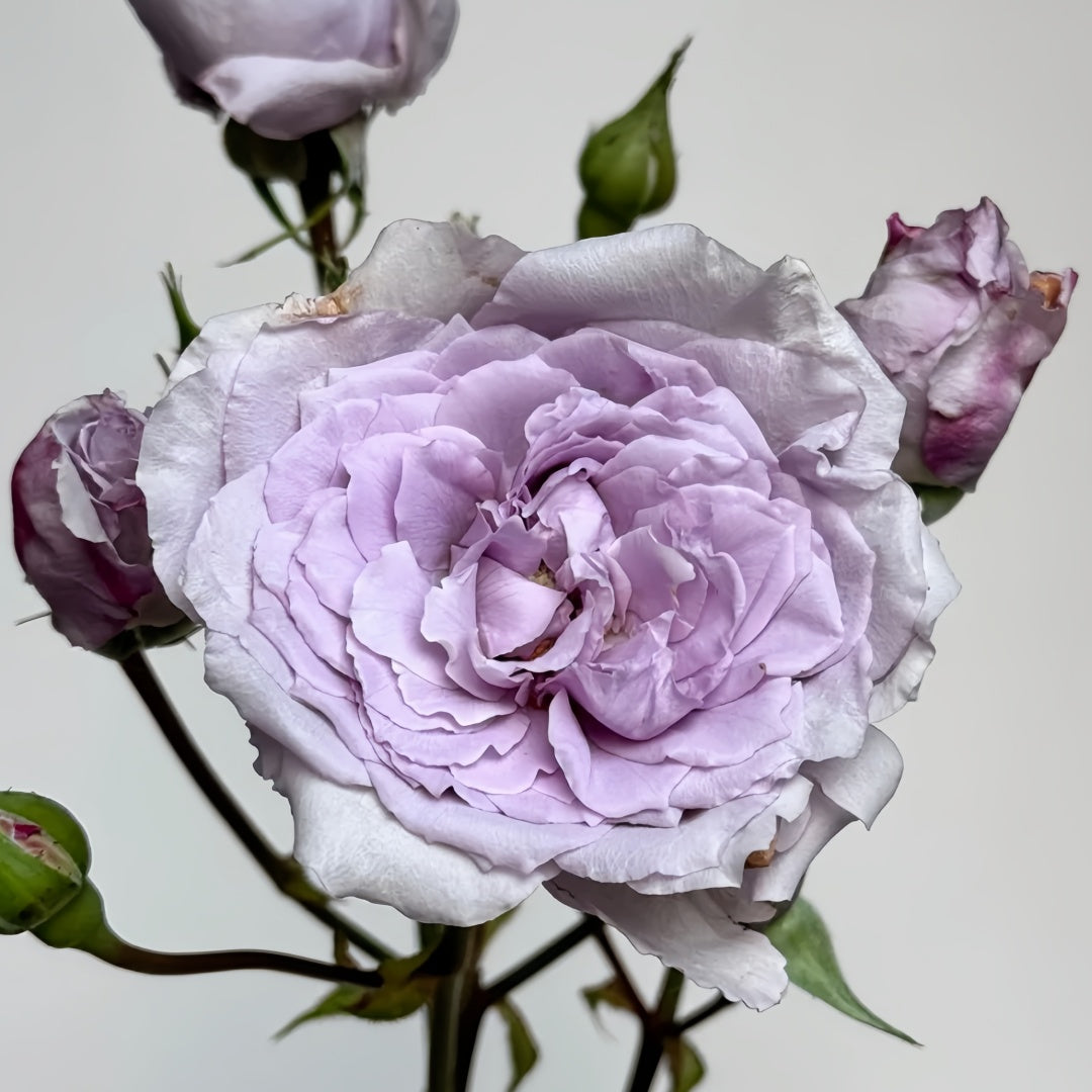 Antique Watch Rose