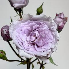 Antique Watch Rose