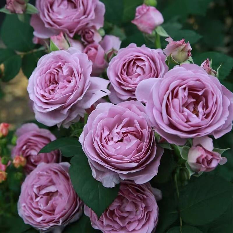 Antique Watch Rose