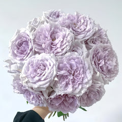 Antique Watch Rose-古董怀表｜Japanese Shrub Rose – Ergongzy Roses