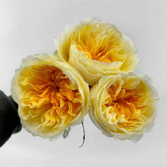 Antonia Garden Rose