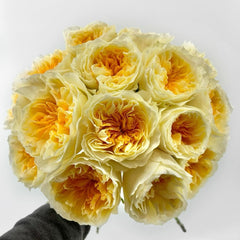 Antonia Garden Rose