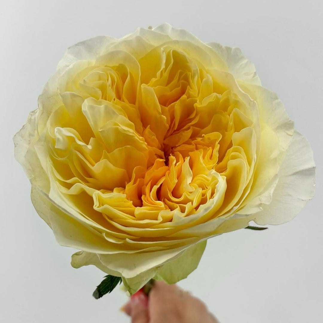 Antonia Garden Rose