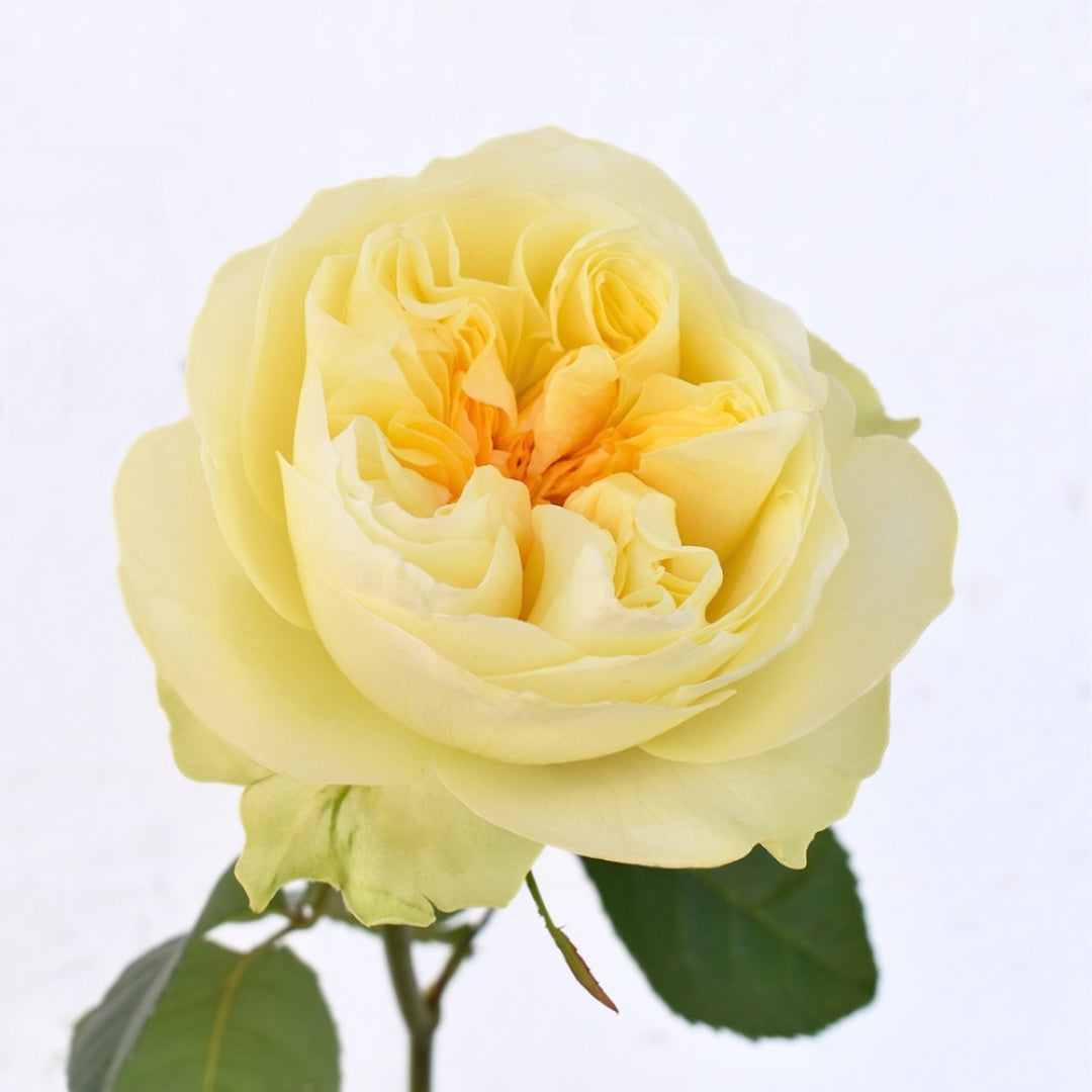 Antonia Garden Rose