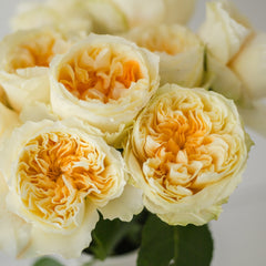 Antonia Garden Rose