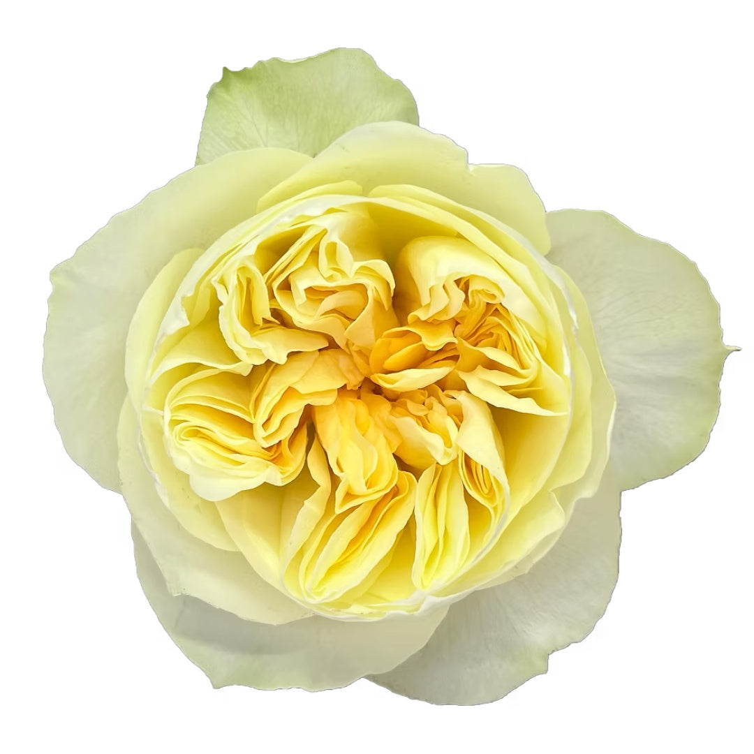 Antonia Garden Rose
