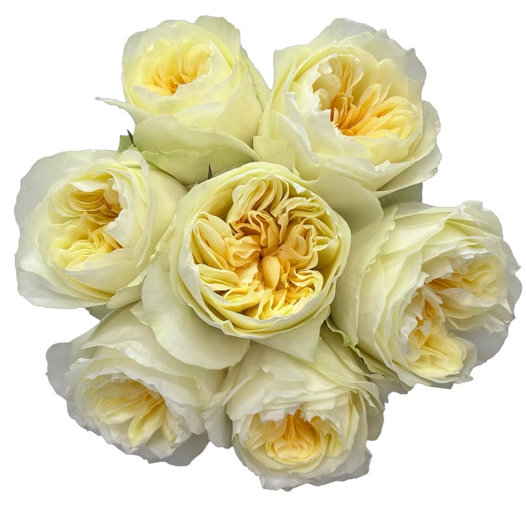 Antonia Garden Rose