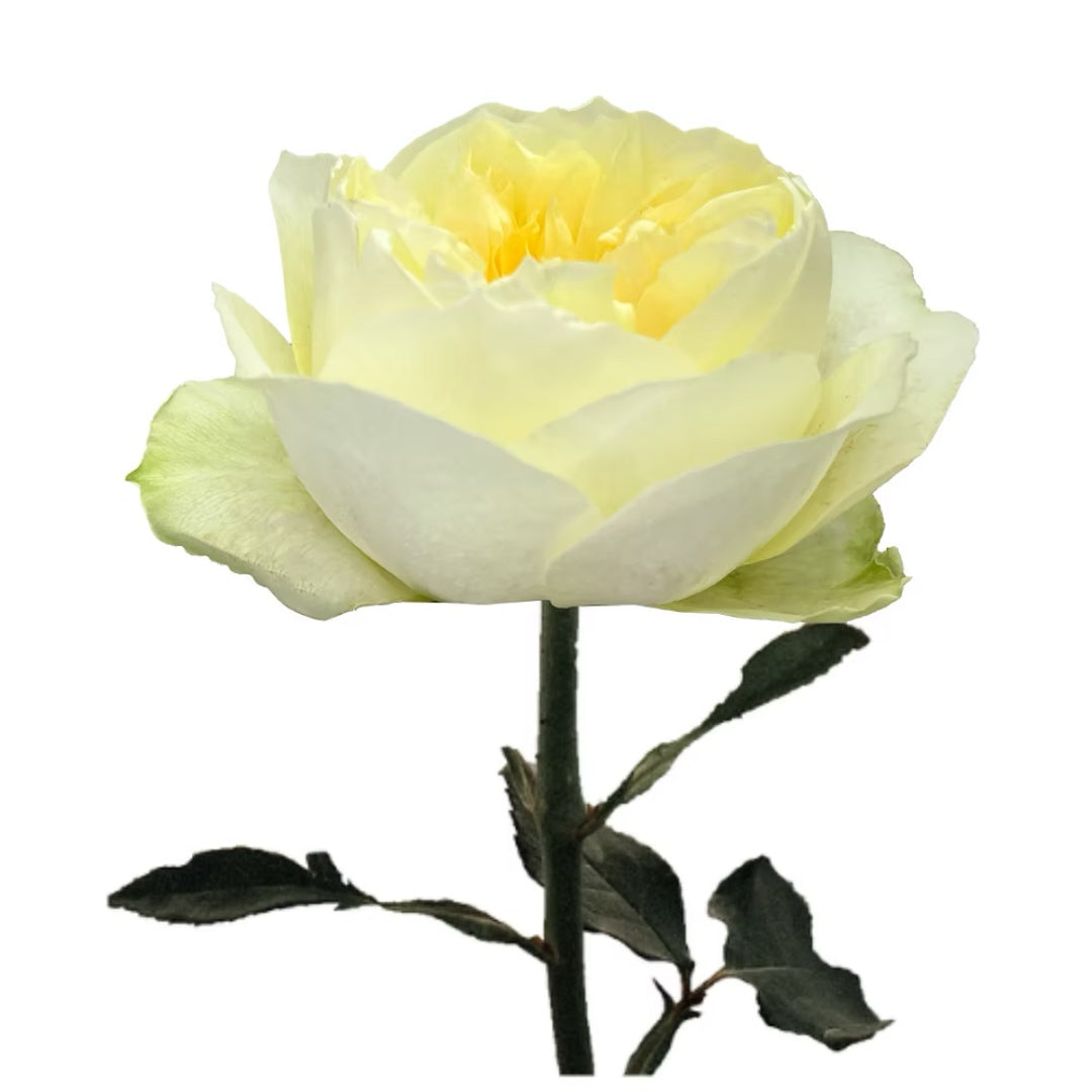 Antonia Garden Rose