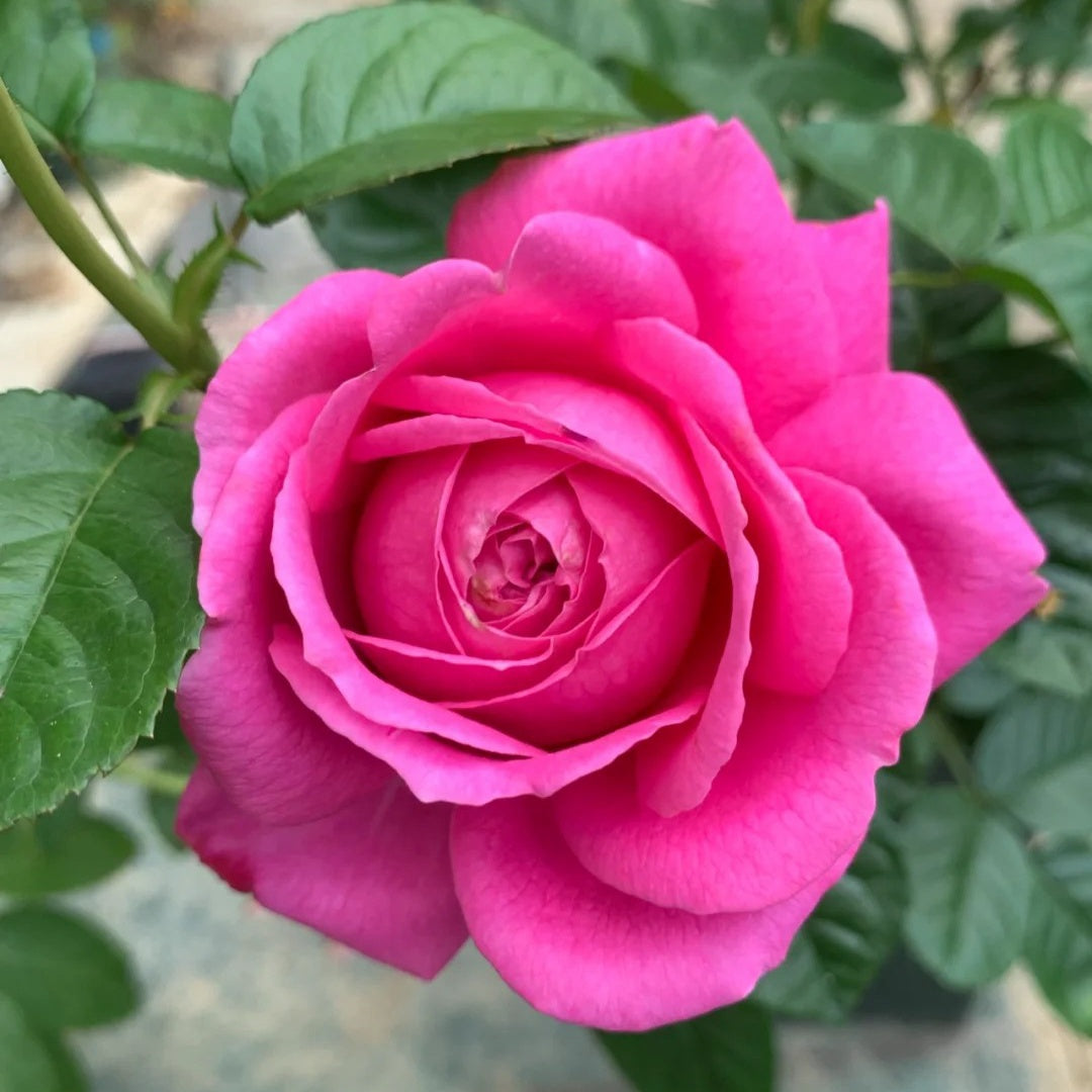 Anuschka Rose