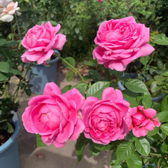 Anuschka Rose