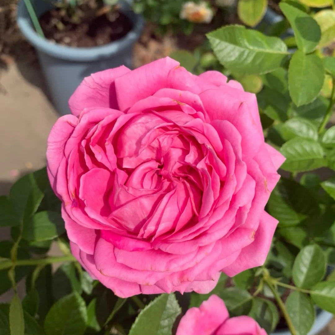 Anuschka Rose