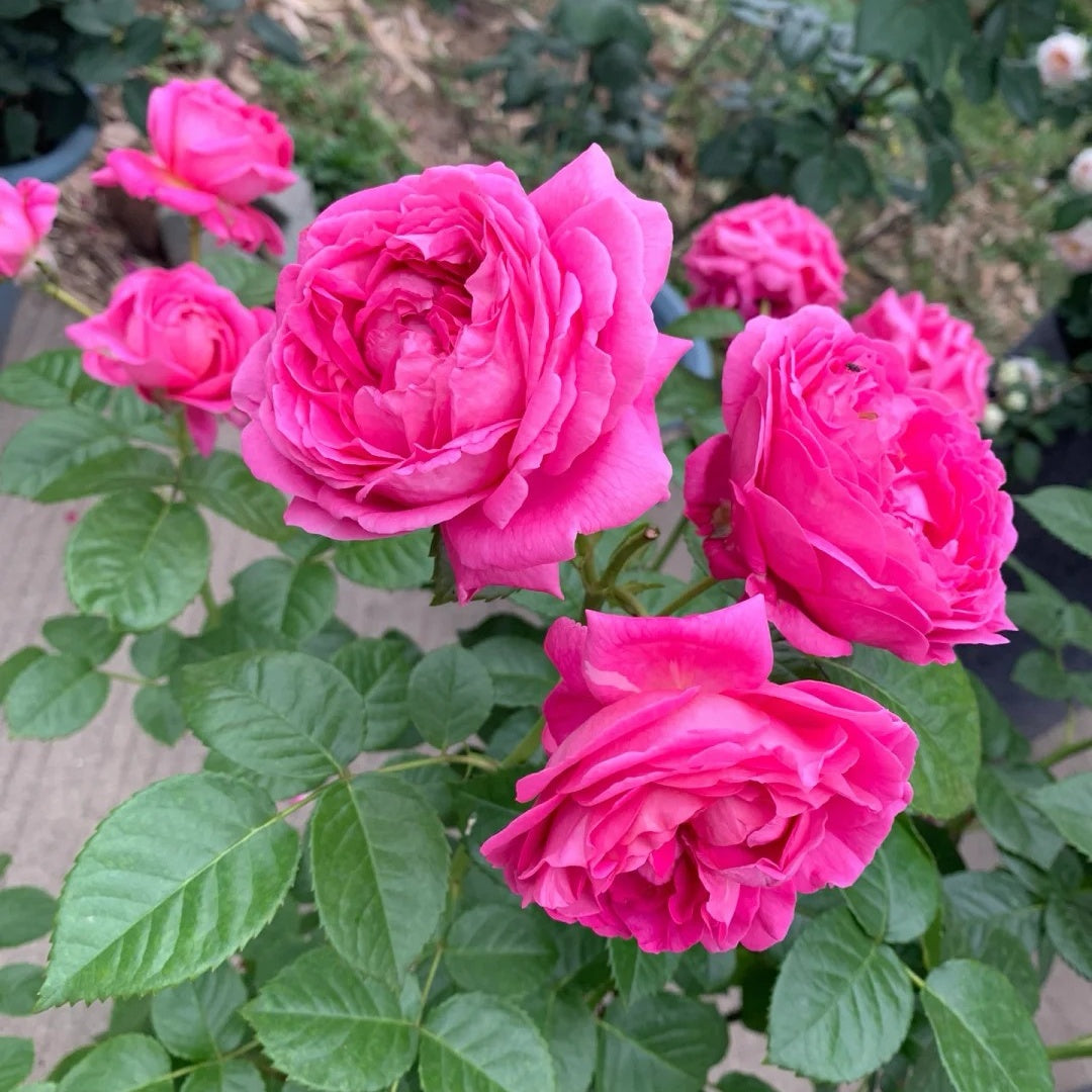 Anuschka Rose