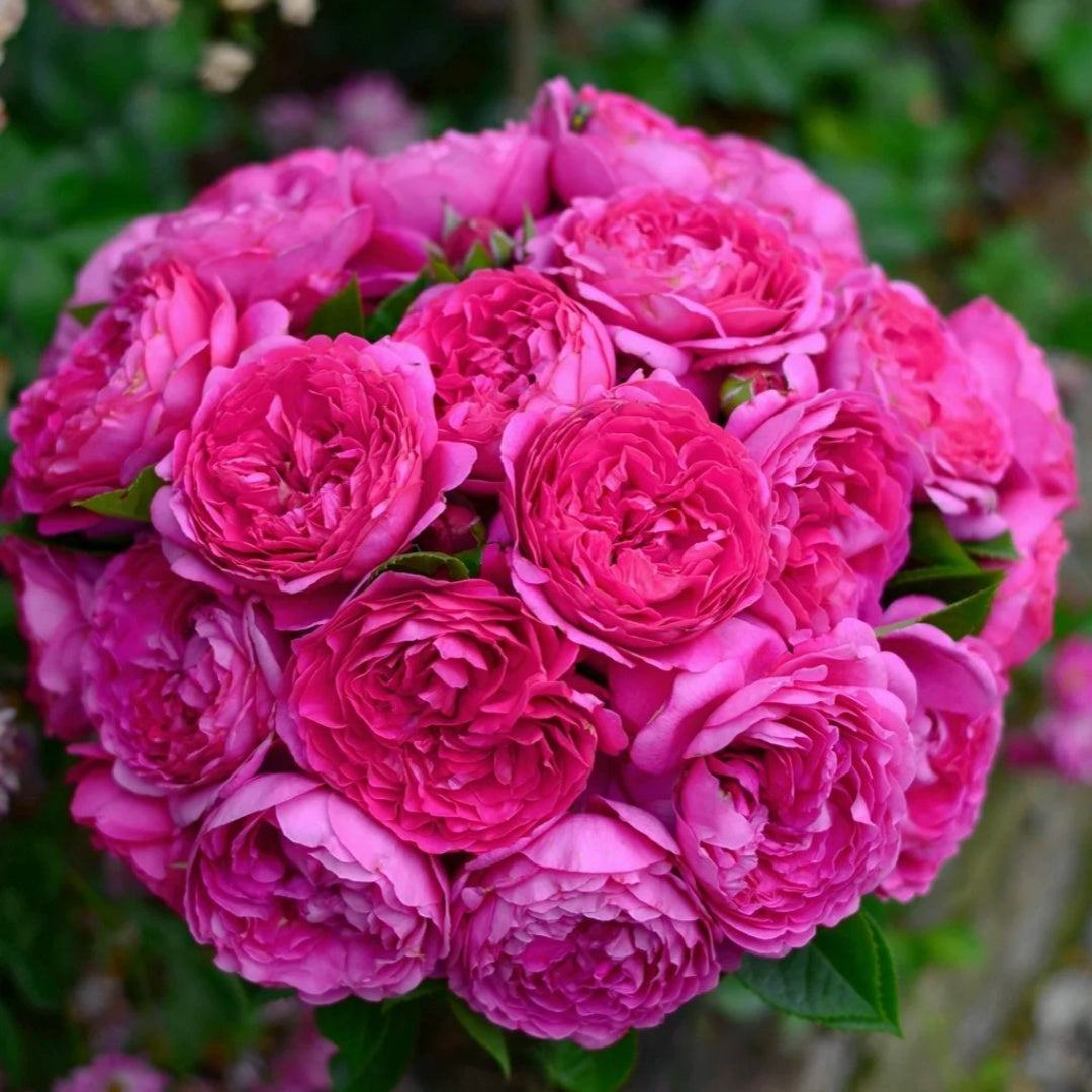 Anuschka Rose