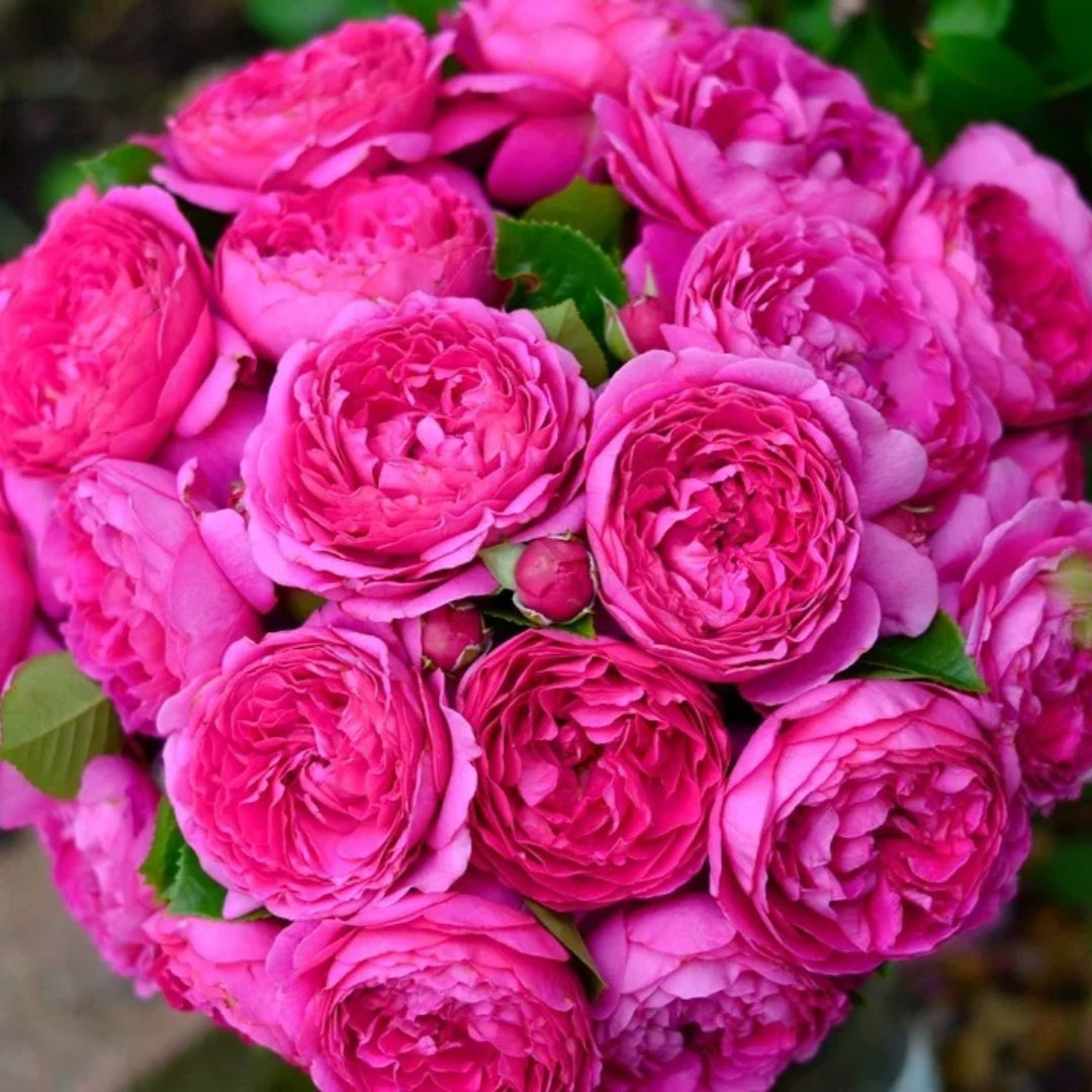 Anuschka Rose