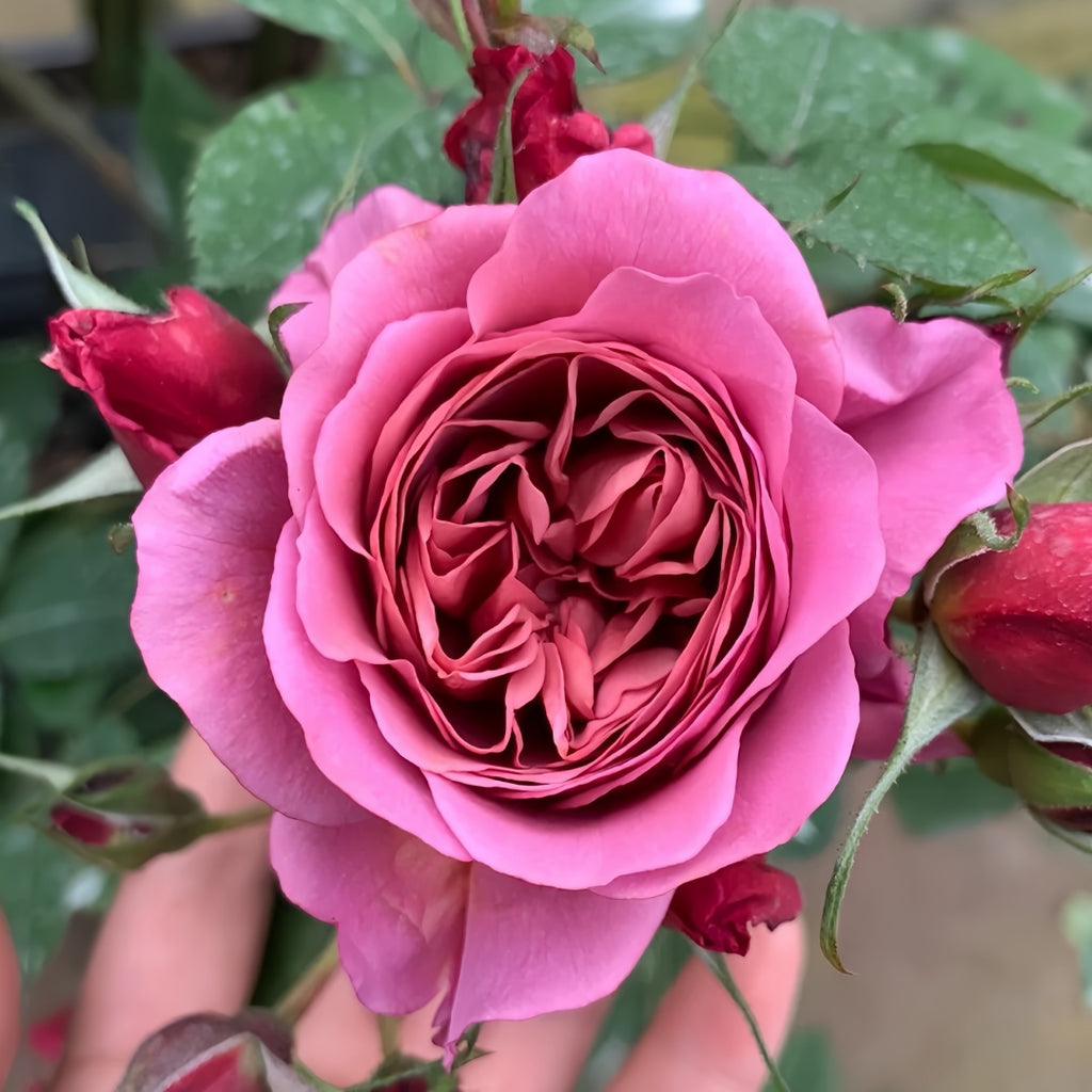 Aoi Rose-葵｜Japanese Shrub Rose – Ergongzy Roses