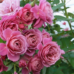Aoi Rose