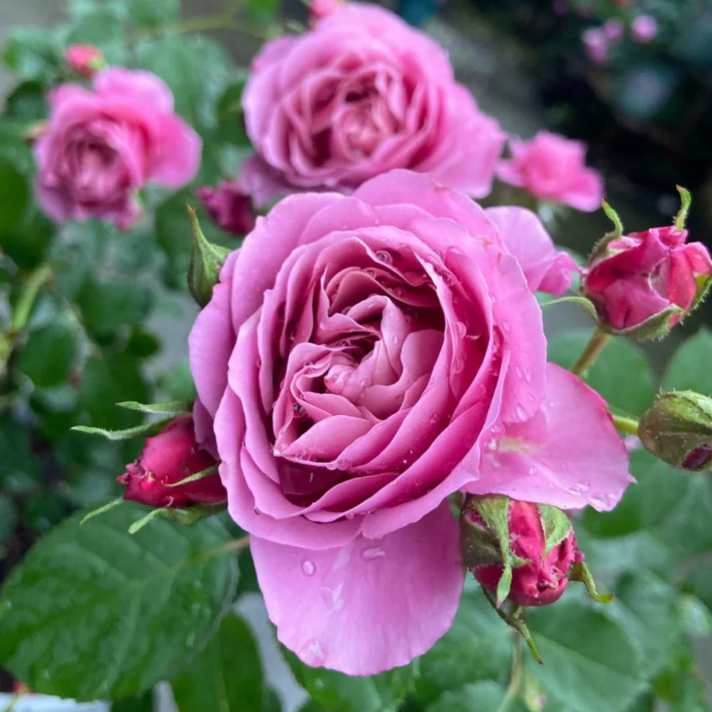 Aoi Rose