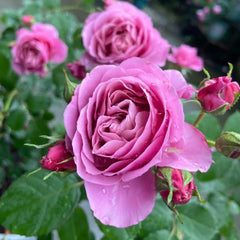 Aoi Rose
