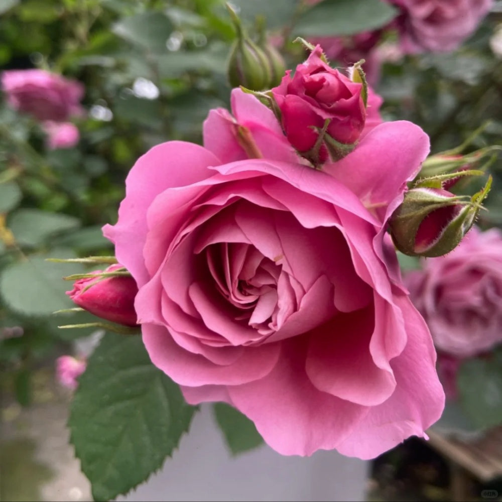 Aoi Rose