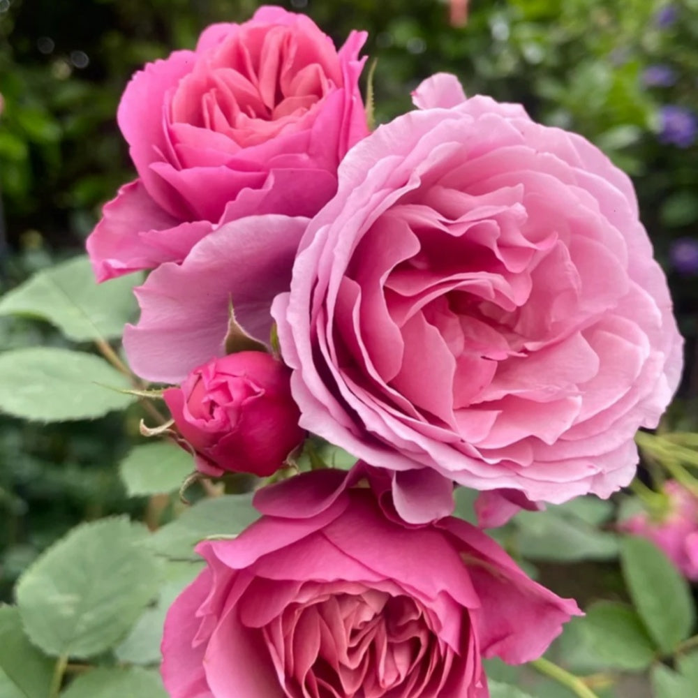 Aoi Rose
